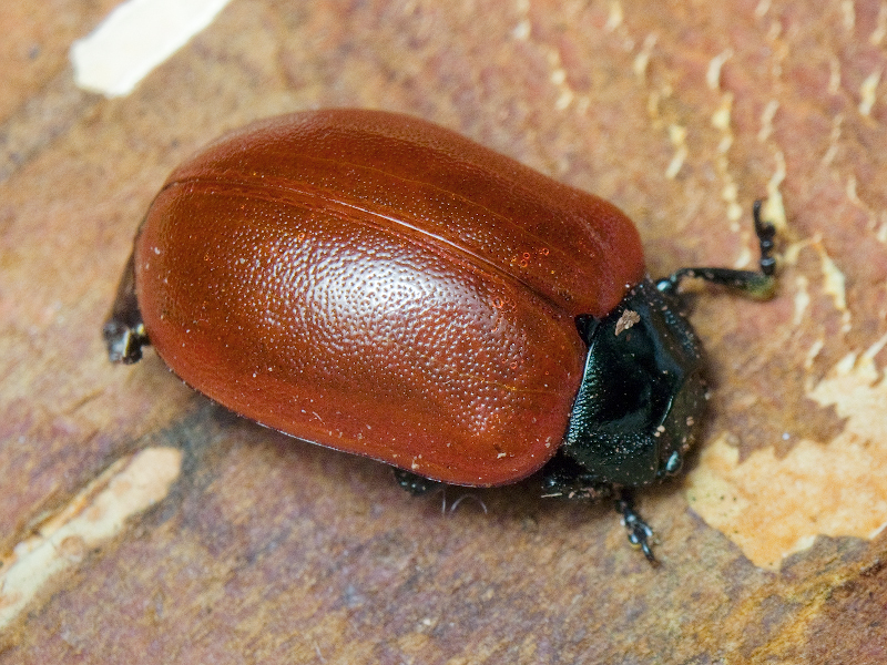 Chrysomela populi Linnaeus, 1758